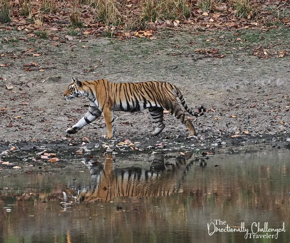 A tiger walking by water in India. 