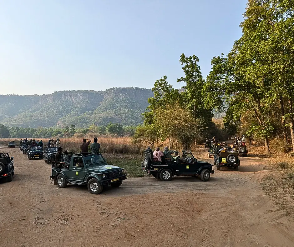 Safari vehicles trying to spot a tiger in the grass in India. 