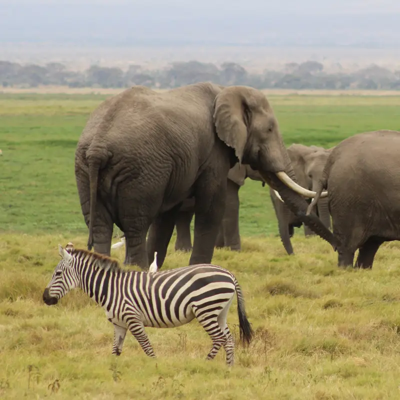 Safari terms to learn before you go