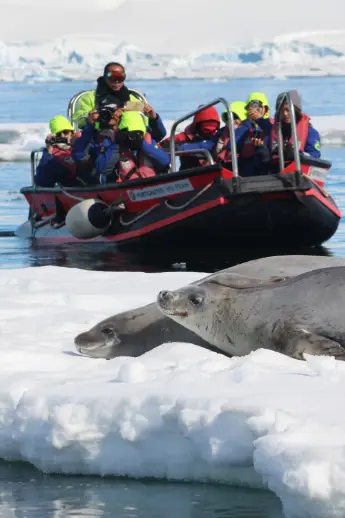 A zodiac boat next to two seals