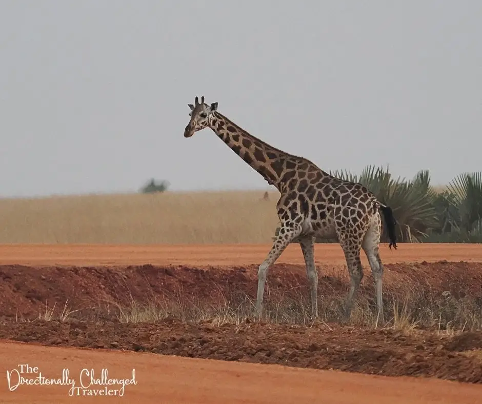 A giraffe while visiting Murchison Falls National Park, Uganda.