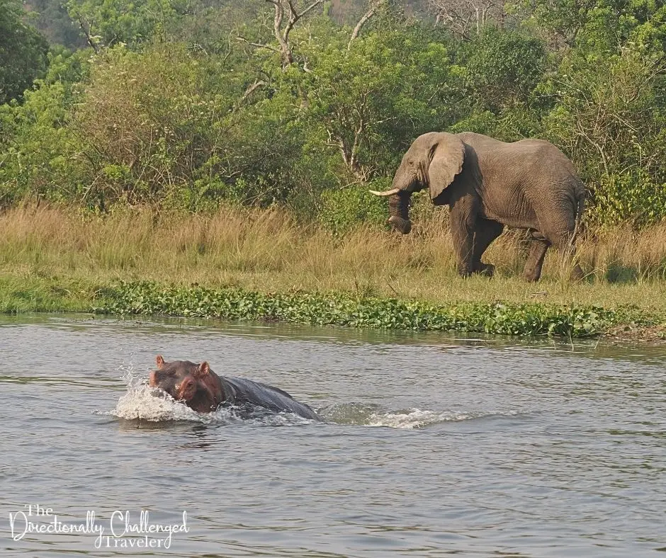 A hippo and elephant in Murchison Falls National Park. 