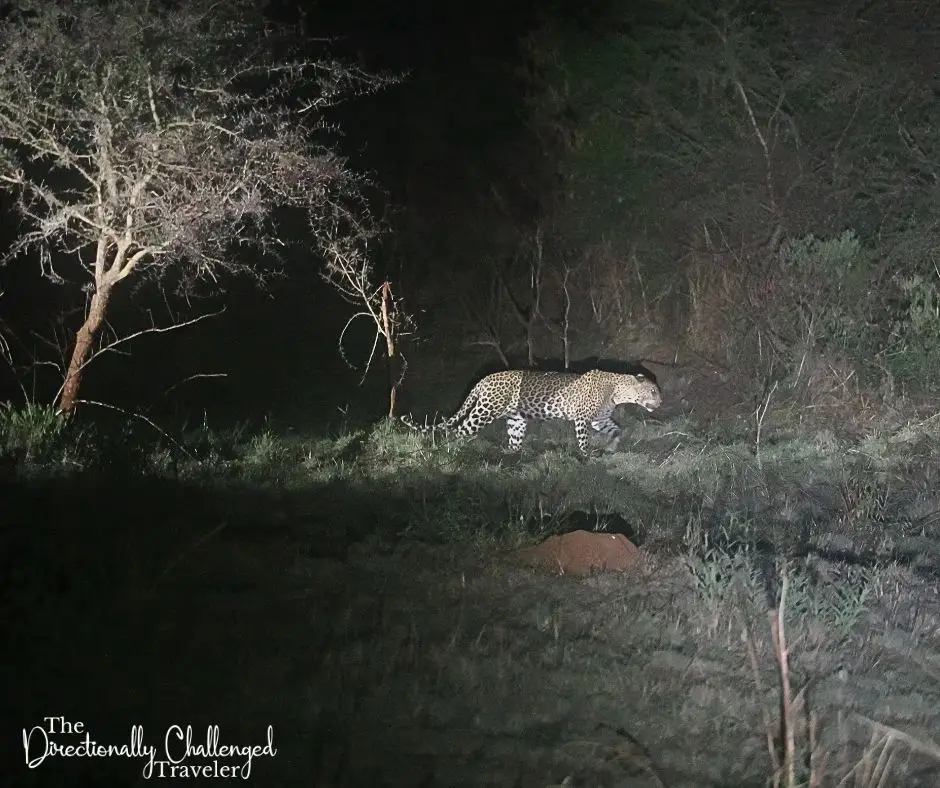 A leopard while visiting Murchison Falls National Park, Uganda.