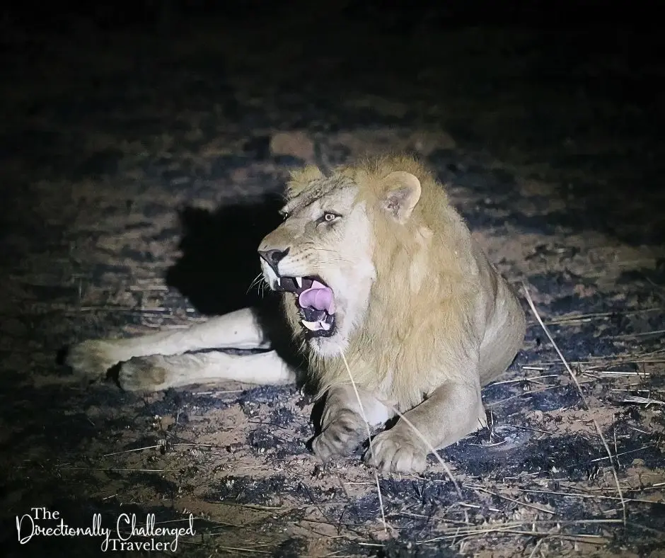 A male lion while visiting Murchison Falls National Park, Uganda.