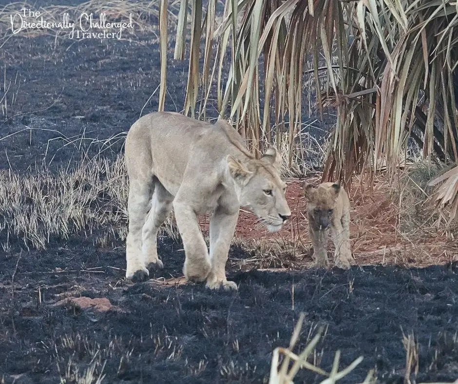 A lioness and cub while visiting Murchison Falls National Park, Uganda. 