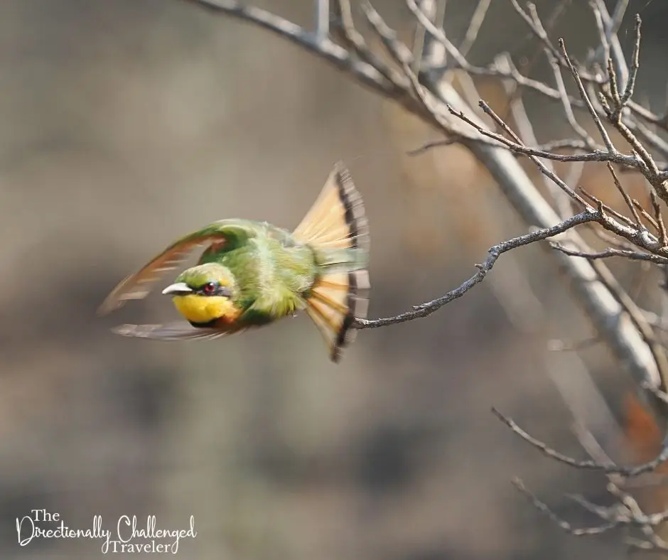 A bee eater taking flight while visiting Murchison Falls National Park, Uganda.
