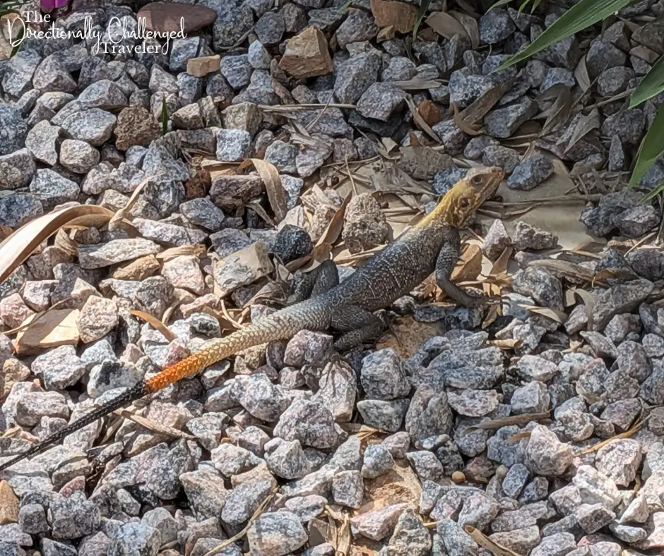 Lizard at 2 Friends Beach Hotel