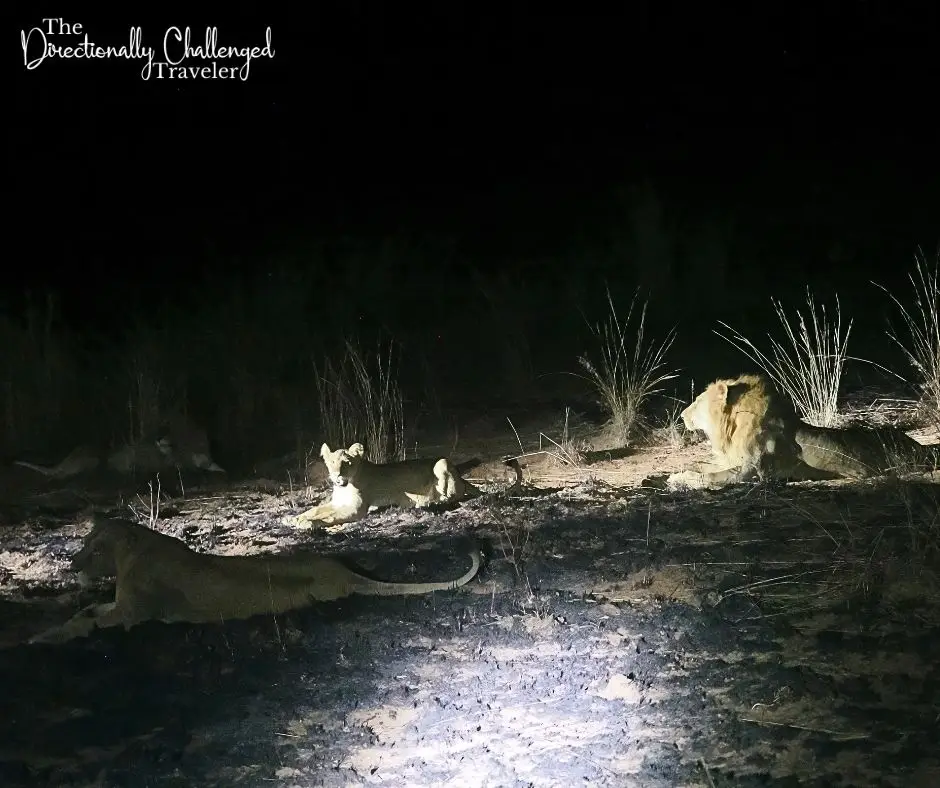 A pride of lions while visiting Murchison Falls National Park, Uganda.