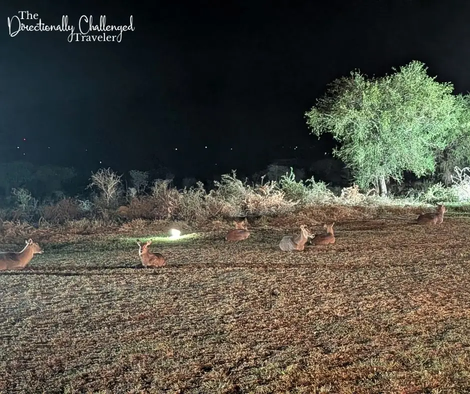 Waterbucks relaxing at Pakuba Safari Lodge. 