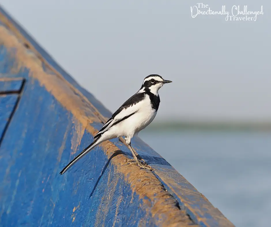 An African pied wagtail resting on our boat. 