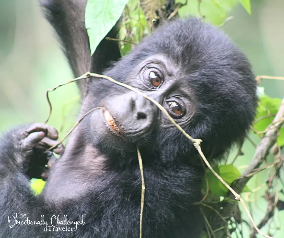 A baby gorilla in Uganda.