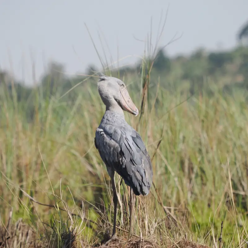 How to see a shoebill in Uganda