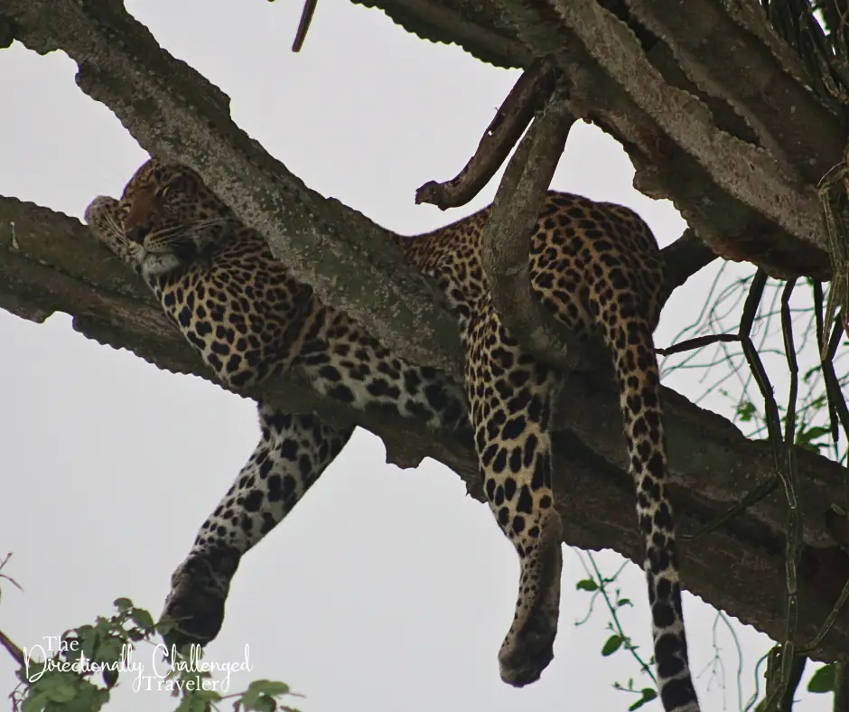 A leopard in a tree in Uganda.