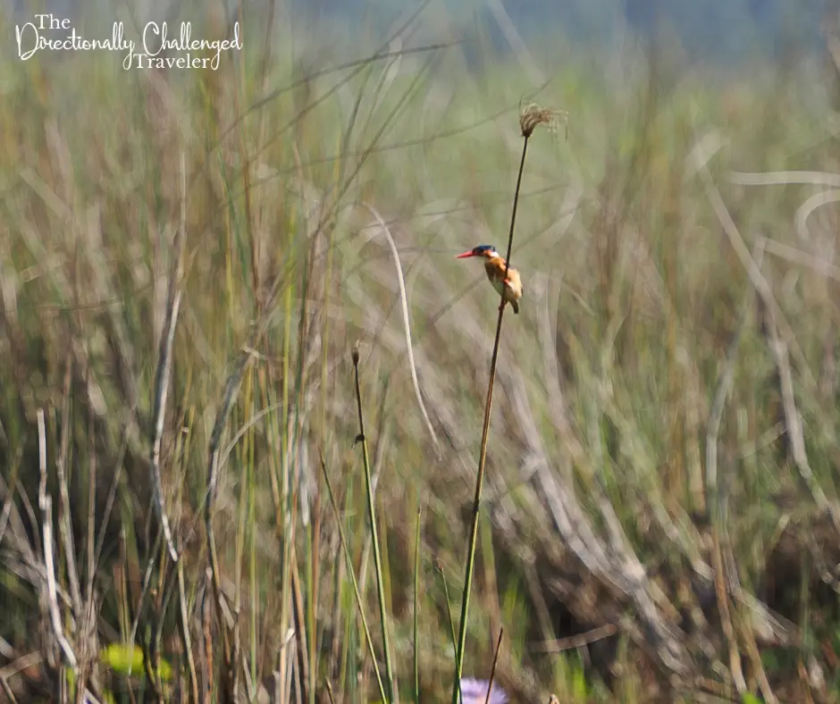 A malachite kingfisher on a papyrus reed. 