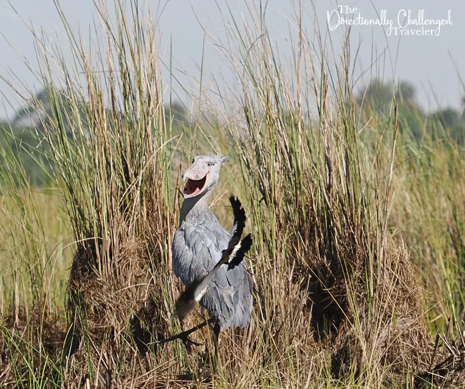 A surprised shoebill stork in the Mabamba Swamp in Uganda. 