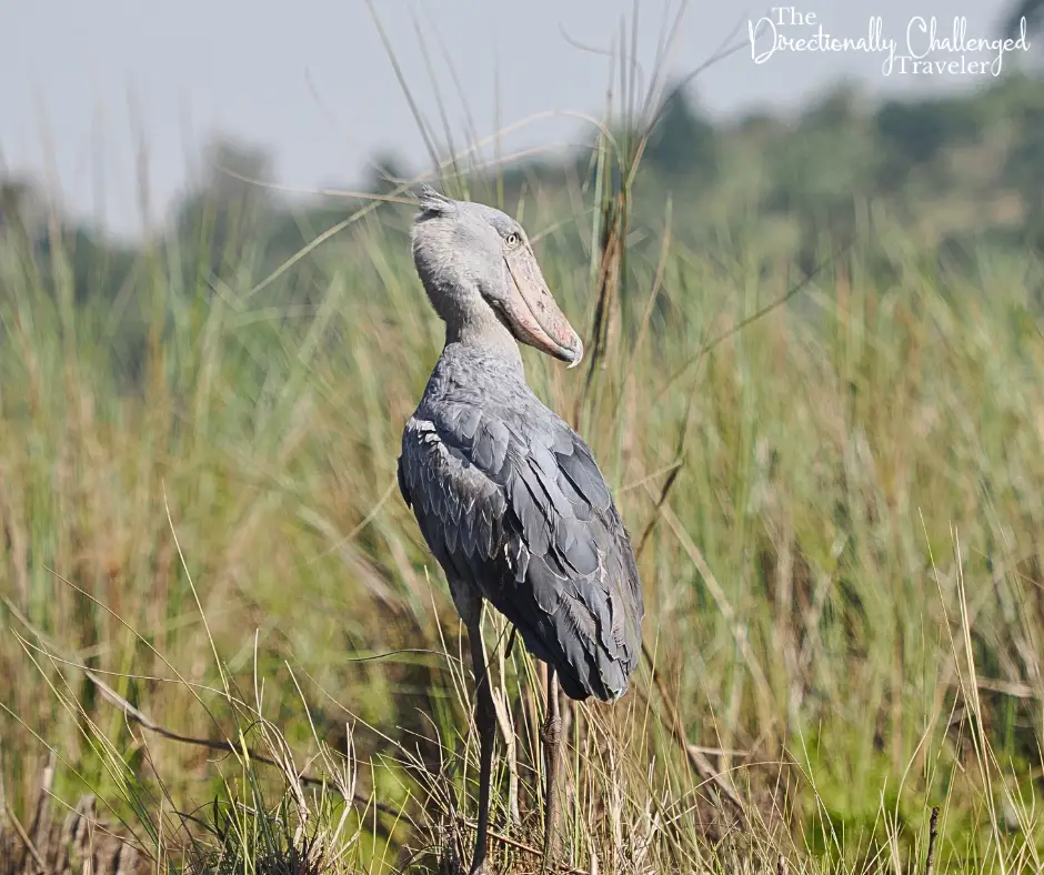 A close up of the shoebill. 