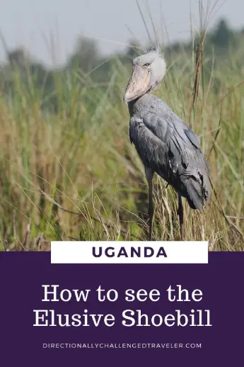 How to see a Shoebill in Uganda