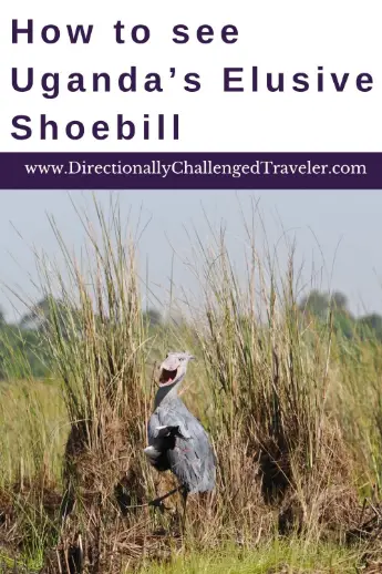 How to see a Shoebill in Uganda