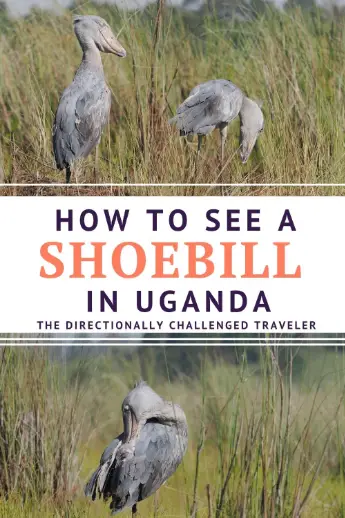 How to see a Shoebill in Uganda