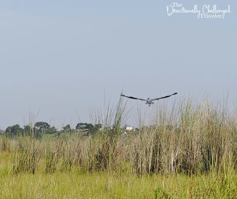 The shoebill stork taking flight. 