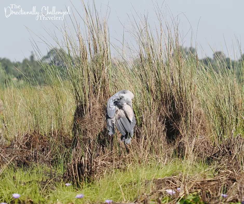 A shoebill scratching himself in the grass. 
