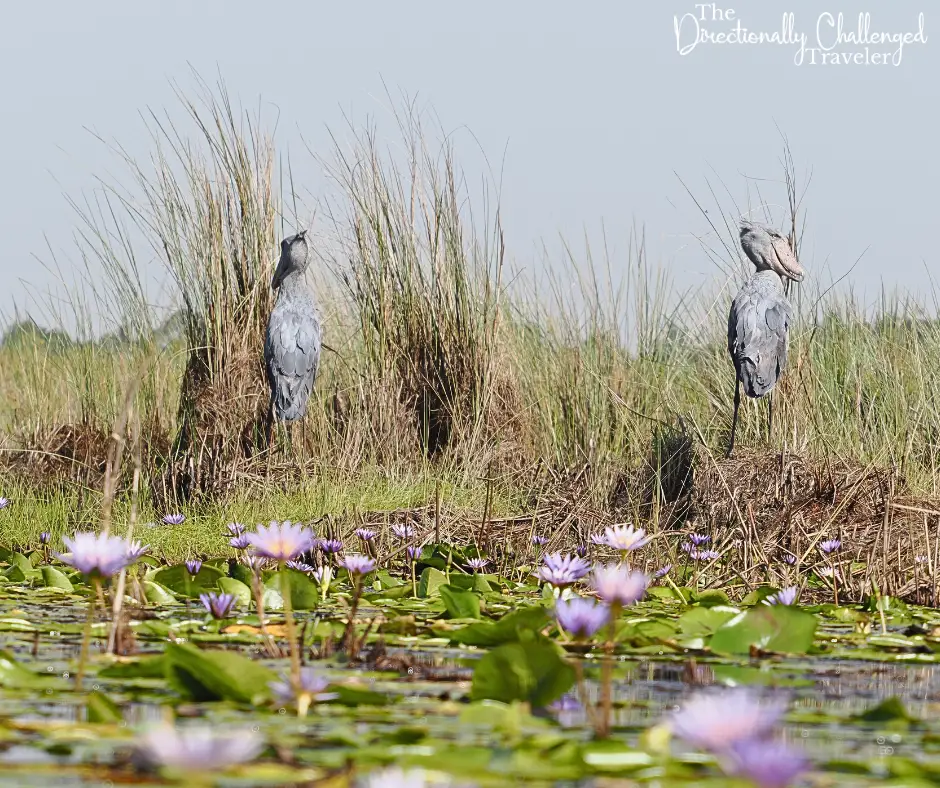 Two shoebill storks in the grass. 