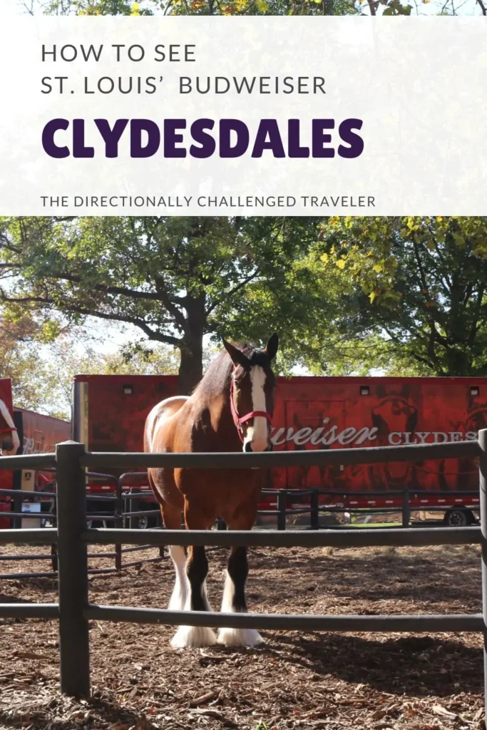Taking a Clydesdale Tour in St. Louis, Missouri