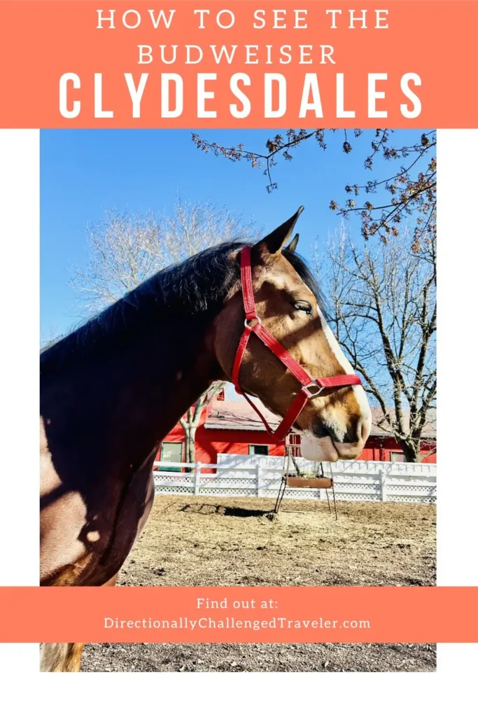 Taking a Clydesdale Tour in St. Louis, Missouri