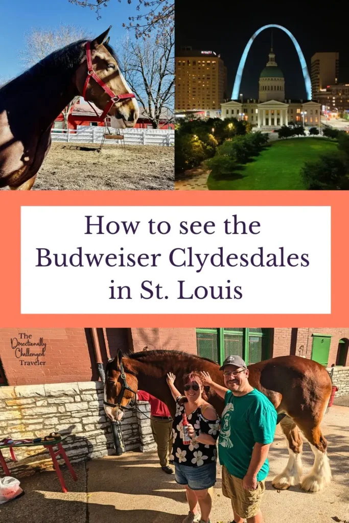 Taking a Clydesdale Tour in St. Louis, Missouri