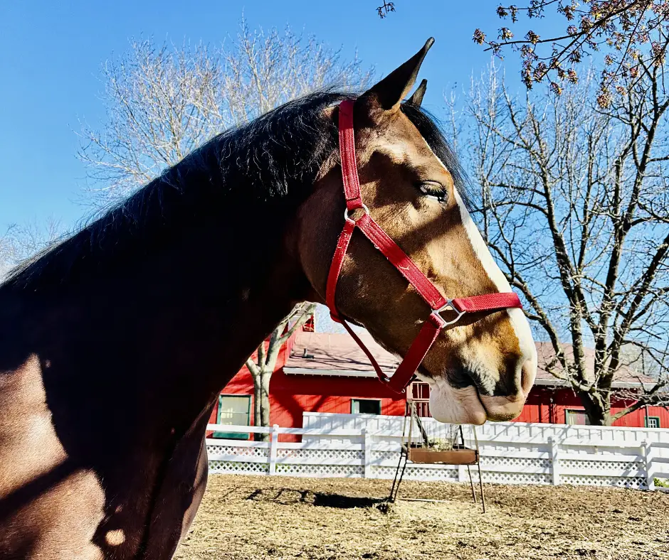 Up close to a Clydesdale horse