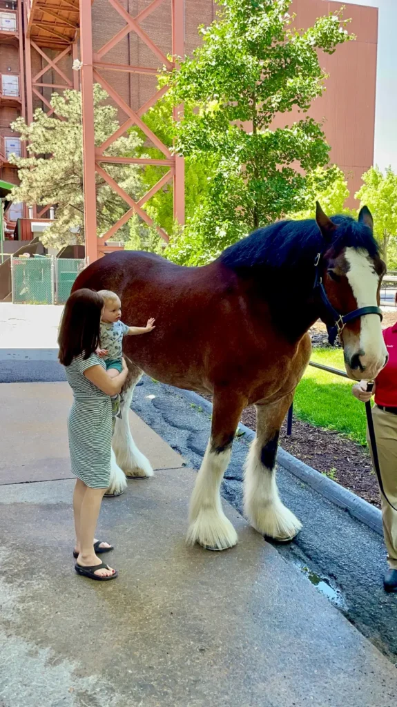 A child up close to a Clydesdale in St. Louis, Missouri. 