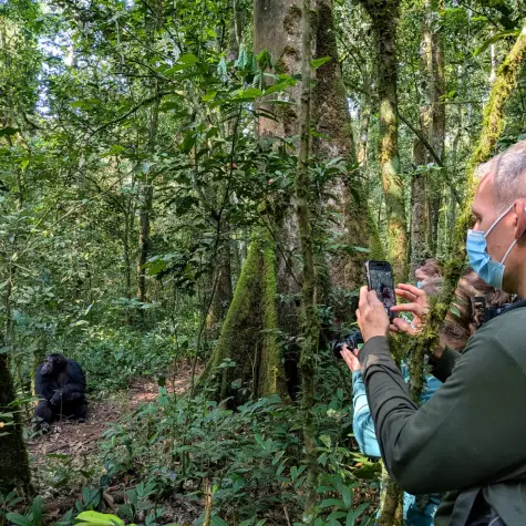 A chimpanzee at Kibale Forest