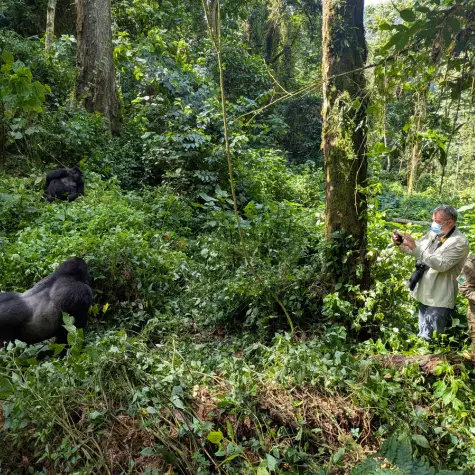 A silverback gorilla in Bwindi Impenetrable Forest