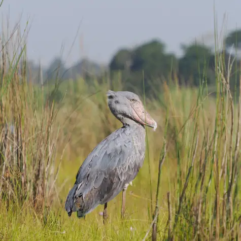 A shoebill on safari in Uganda