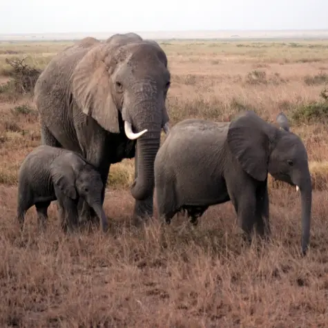 A family of elephants in Amboseli National Park