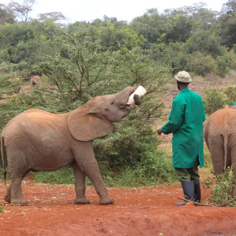 A baby elephant at the Sheldrick Wildlife Trust