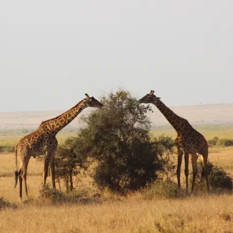 Two giraffes eating an acacia tree