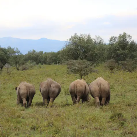 Four rhinos at Lake Naivasha Park