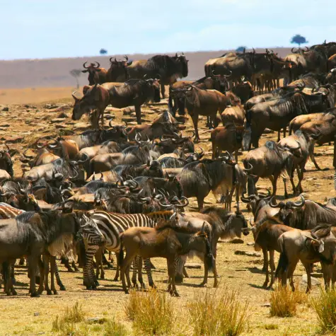 Wildebeest and zebra during the Great Migration