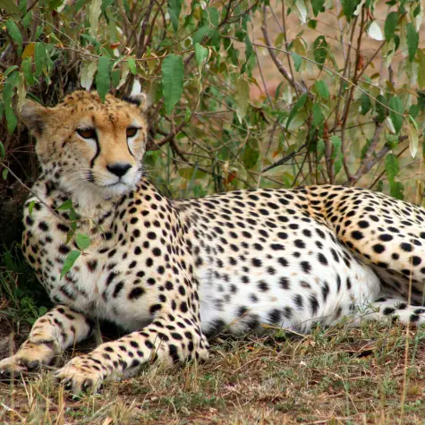 A cheetah relaxing in Kenya