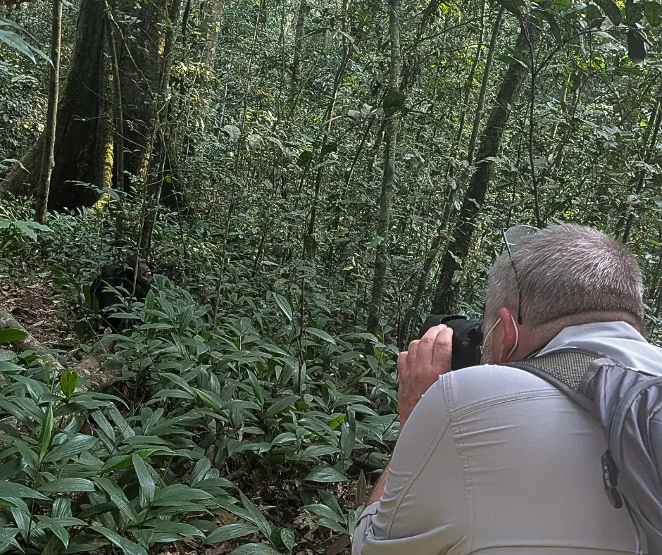 A man taking a photo of a chimp in Kibale Forest National Park. 
