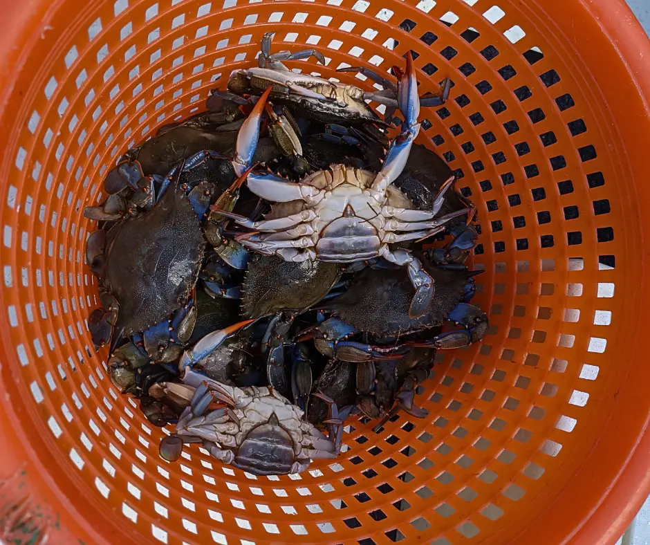 Fresh crabs in the outer banks, North Carolina