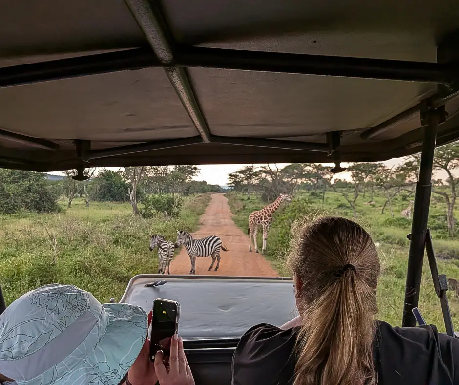 Two people looking at zebras from a safari vehicle. 