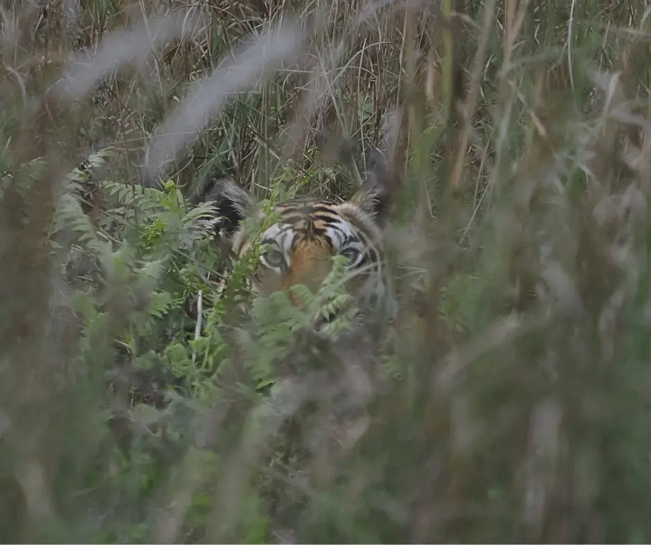 A tiger hiding in the bush. 