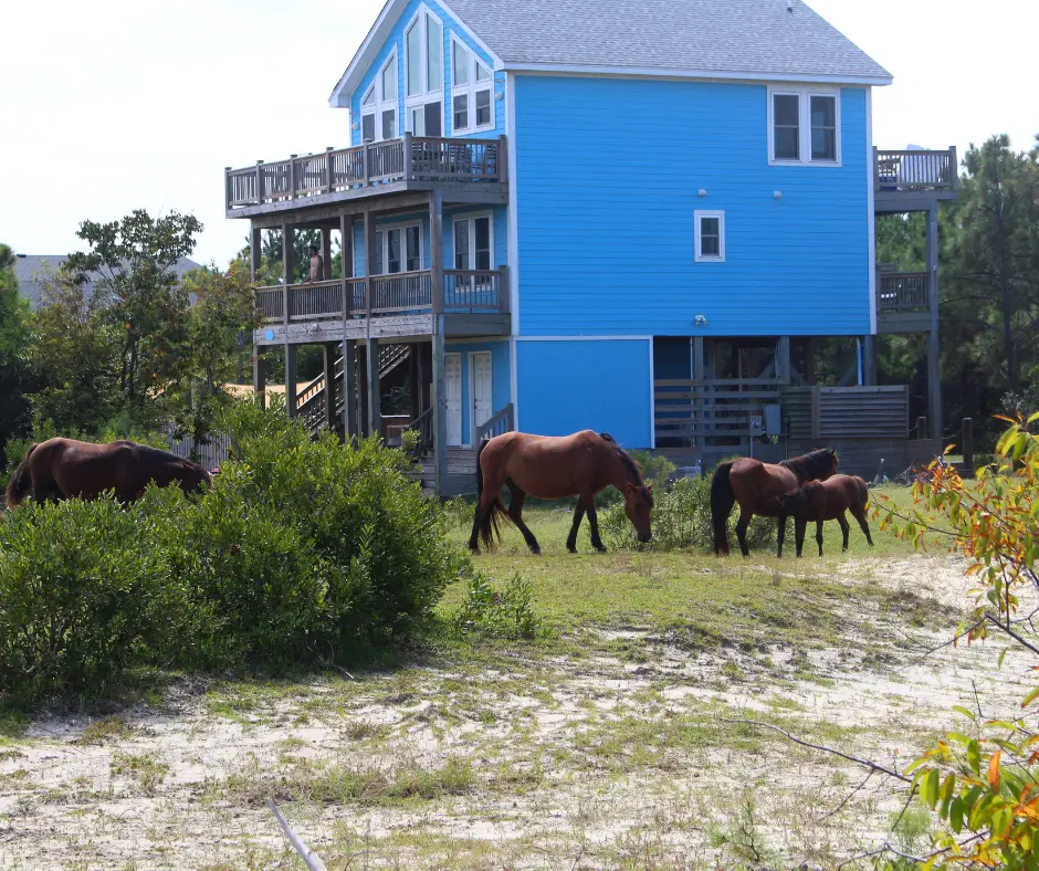 The wild horses in the outer banks
