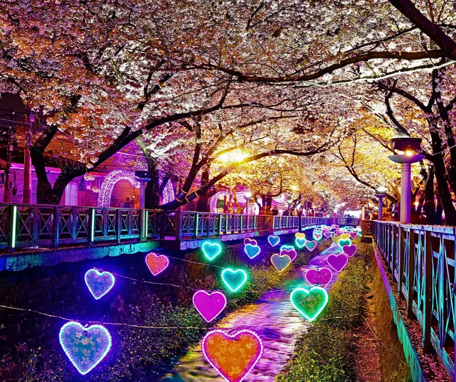 Cherry blossoms at night in Busan in spring
