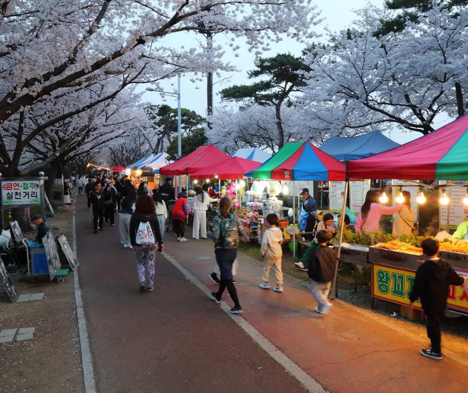 Nakdong Embankment Cherry Blossom Rd Busan Korea